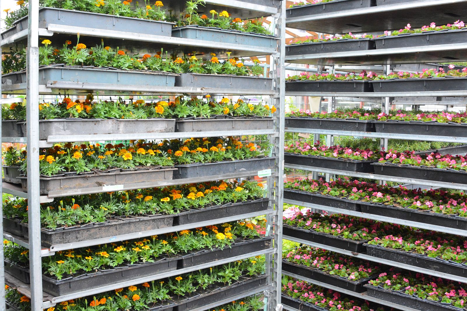 Virágos Székesfehérvár - képeken a növények kiosztása